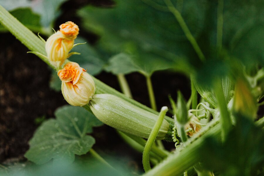 Weibliche Blüte