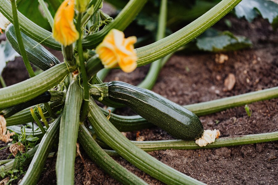 Zucchinipflanze mit Früchten und Blüten